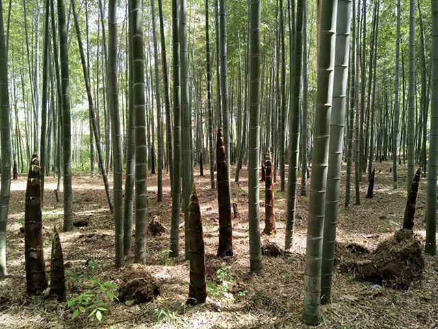 笋用林示范片